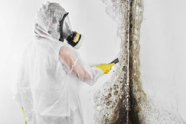 Best Industrial Mold Remediation in Lavon, TX