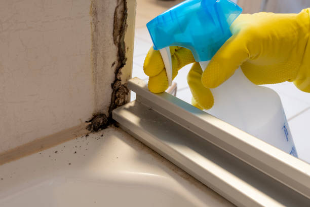 Best Kitchen Mold Remediation in Lavon, TX