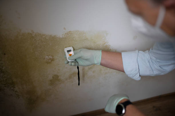 Best Mold Remediation for Specific Building Types in Lavon, TX