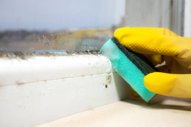 Best Black Mold Remediation in Lavon, TX