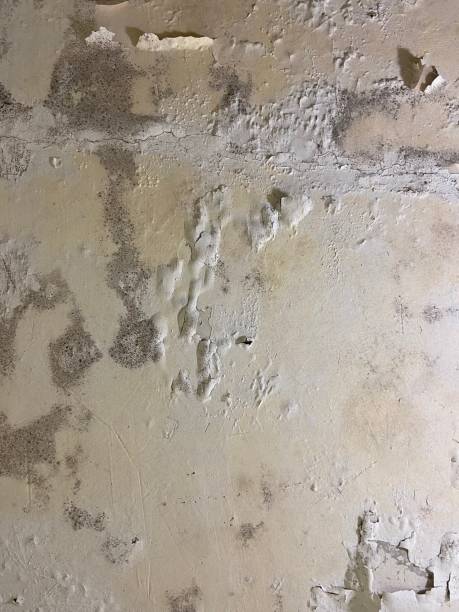 Reliable Lavon, TX Mold Remediation Solutions