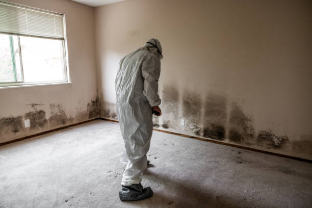 Best Post-Flood Mold Remediation in Lavon, TX