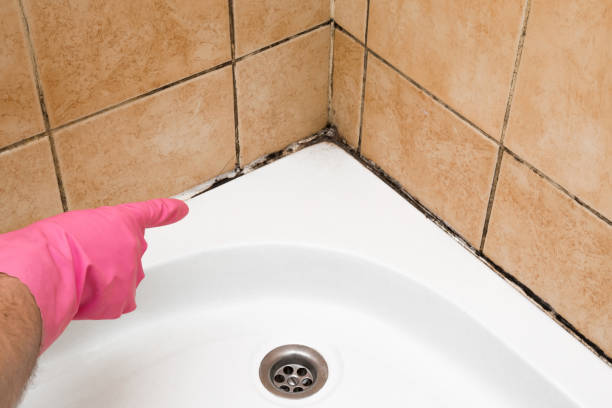 Best White Mold Remediation in Lavon, TX